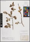 Foto von Salix caprea L.